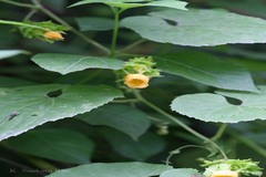 Thladiantha cordifolia